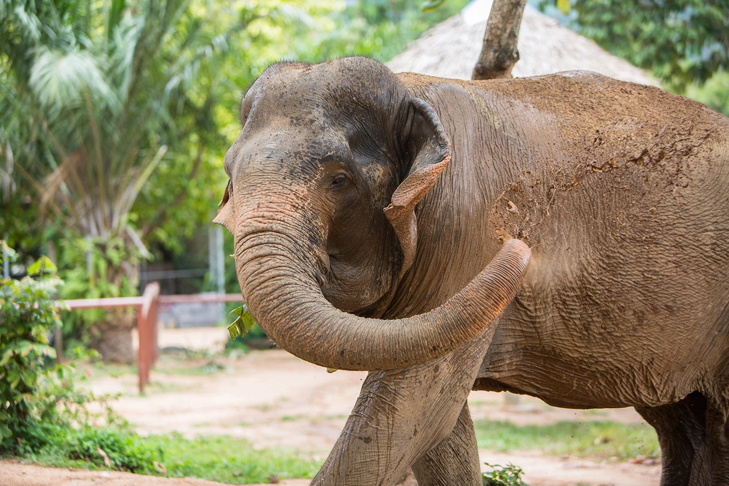 Samui Elephant Sanctuary
